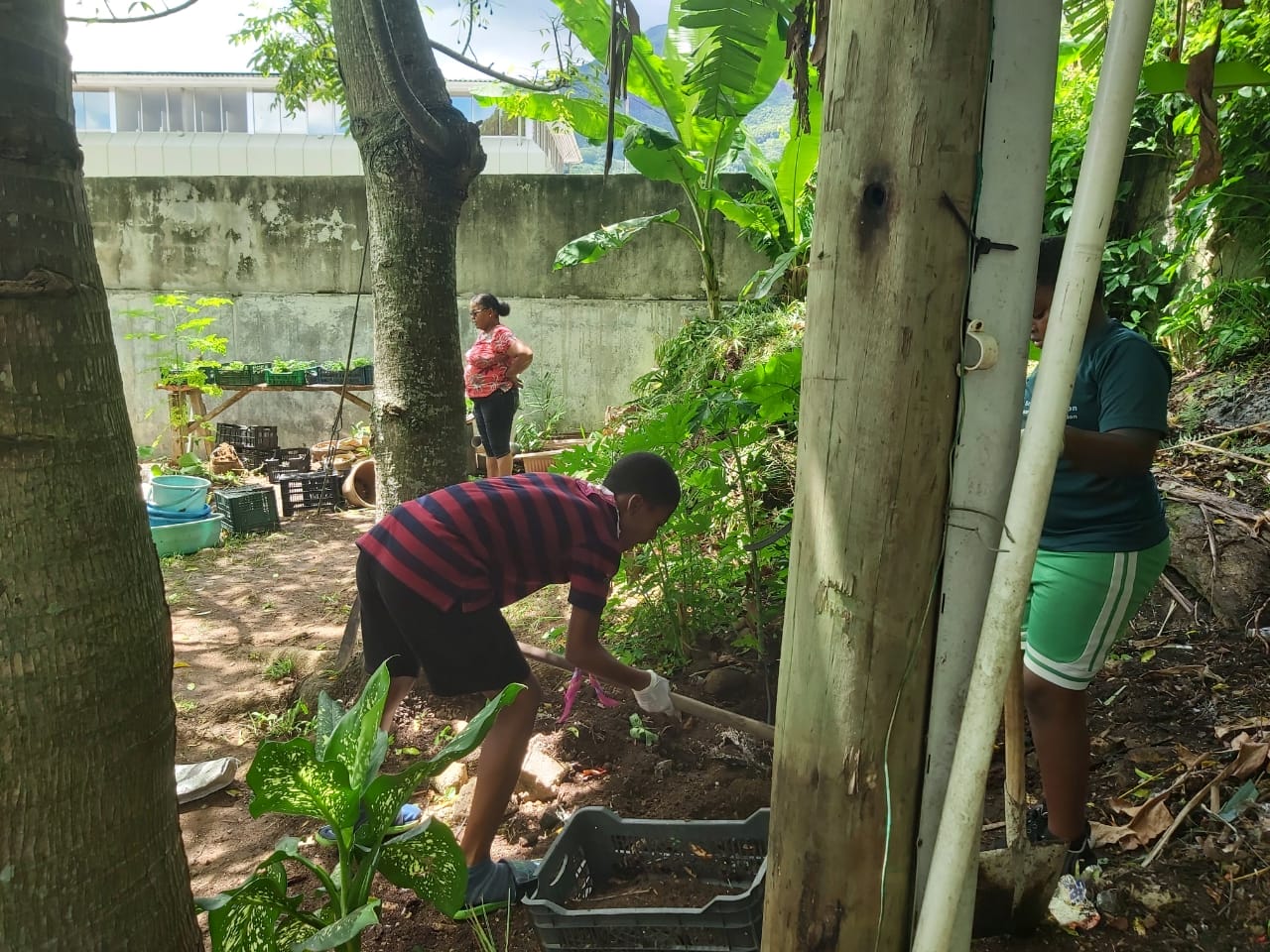400937521_122123382680062808_2931486306684547888_n Young scouts in Seychelles diligently working in a garden, contributing to a community greening project among tropical trees.